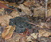 Animals and Insects : Don't be mislead by the title of this gallery. We don't spend a lot of time crouched behind a blind with a long camera lens waiting for the perfect close-up. But we do enjoy seeing signs of animal and insect life in the woods.