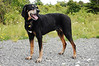 Elvis Gallery : Elvis is a coonhound in the city. A bit of a casanova, he charms people far and wide. It might be said he drank from the dog bowl of youth, because at 11 1/2 everyone still thinks he's a puppy. Unleashed, he tends to stray but turns up saying "where have you been, I've been looking all over for you." At home on the sofa or in a thick Allegheny forest, you will know who's talking when he speaks.