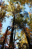 Clare & Mark > Early in the hike you pass near flanks of old-growth white pines. Many of these trees approach 180 ft. or more in height. The tallest known tree in the East - the 186 ft. tall Boogerman Pine - is among the trees in this grove. We didn't see the Boogerman Pine, but we visited several of its friends.