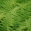 Harman Ridge Loop, Northern Dolly Sods, WV (July 2008 and 2009) : The rain soaked Northern Sods was bursting with color in early July when we slogged through flooded trails to see mountain laurel blooms at peak and fields of ferns flourishing in the monsoon season. The first huckleberries of the season were delicious.