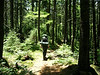 Cranberry Wilderness, WV (7/2007) : The Cranberry Wildernes, in a remote region of West Virginia, is the largest designated wilderness in West Virginia and at 35,000 acres is also the largest Forest Service wilderness in the East. The wilderness protects multiple headwaters streams and high mountain ridges in an area that saw little settlement. Deep forests, mossy ground cover, clear streams and elusive waterfalls create a great place for solitude. We backpacked along a prong of the Williams River and up on the northern ridgetop along Big Beechy Trail, taking in numerous surprises on our first trip to this wonderful place.