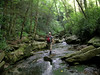 Moore Run of Otter Creek, WV (8/2007) : Moore Run drains a sizable upland bog system as it feeds Otter Creek, a headwaters stream for the Cheat River that is protected by West Virginia's second largest wilderness area. Waterfalls, giant boulders, cliffs, virgin hemlock forest, headwaters bogs and thick eastern rainforest can all be experienced by spending time in Moore Run's hard-to-reach gorge.  The best way to access Moore Run's gorge on foot is to hike 4 miles into the Otter Creek area to scramble up the streambed for 1 1/4 miles. There is no trail and thick rhododendron forest makes land travel impossible, requiring streambed travel or, as we've come to call it, creekyoneering. 

The giant boulders on this creek - similar to those in Otter Creek - were challenging. It took us 4 hours to travel up the short gorge, soaking in the views and taking pictures. After topping out of the gorge, there's another 4 miles of travel to get back to the trailhead. Otter Creek always throws us a curve ball: This time we undersestimated the difficulty of getting up Moore Run and completed our trip after dark. To avoid hiking 4 miles on an unfamiliar trail as night fell, we took a detour to a forest road that added 2 miles to the trip. Although the road walking wasn't ideal, we figured it was harder to lose our way on a forest road in the dark. NOTE: USGS topo mapping for this area doesn't give an accurate representation of the trails. Be sure to also use the crude but more accurate forest service map - it helps with finding where Moore Run Trail actually crosses the creek and with the route of Turkey Run trail.