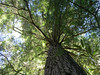 Shavers Mountain Spruce-Hemlock Stand, WV (11/2007) : Millions of acres of old growth forest were cut in West Virginia's turn-of-the-century logging boom. Left behind are only a handful of "larger" intact stands totalling just over 300 acres (Smaller groups of old trees can be found in hard-to-reach corners of the mountain highlands, but finding them takes a bit of luck). 

Cathedral State Park, at 133 acres, is the largest and is easily accessed along Rt. 50 in Aurora, WVA. Another significant grove, pictured here, is the Shavers Mountain Spruce-Hemlock Stand in Otter Creek Wilderness. The stand, a National Natural Landmark, is 68 acres and the edge of it is easy to find by hiking 3 miles into the Otter Creek area. We've noticed the big trees in prior backpacking trips but until recently did not know their significance. It's not noted on any maps and gets only a vague mention in one guidebook. The online catalog of National Natural Landmarks simply notes it is "seven miles northwest of Harman in Randolph County."

We visited this sacred place in November, 2007 to look more deliberately at the stand and for the first time saw old growth red spruce. At one time, the higher elevations in northern West Virginia were covered with these giants. The Shavers Mountain stand contains both virgin spruce and hemlock (we also saw a couple old growth hardwood trees). This gives it a much different feel than other larger stands of old growth forest we've visited in the Mid-Atlantic where eastern hemlock usually dominate. We penetrated the edge of the stand but found the going difficult in tenacious rhody hells. Next summer we hope to spend more time contemplating this lost cathedral.