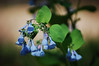Clare & Mark > Bluebells