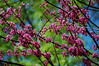 Clare & Mark > Redbuds