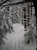 Dolly Sods, WV - Big Stonecoal Loop 3/2005 : A favorite long day trip or overnighter involves skiing up to Cabin Mountain, then taking the Big Stonecoal trail into Dolly Sods Wilderness. Completing the loop involves the Dunkenbarger trail and a bushwhack up the Little Stonecoal run drainage to Cabin Mountain. This area is always full of beautiful surprises - and the route-finding can be challenging no matter how many times you've been there.