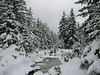 Backcountry West Virginia : Beyond Whitegrass, the Canaan region offers extensive eastern backcountry skiing options when snow is abundant. From Dolly Sods to the Canaan Valley Wildlife Refuge and into other areas, hundreds of miles of trails, forest roads and woody routes await.