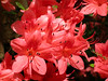 Azaleas at the National Arboretum : Every spring the National Arboretum, located in northeast Washington, is ablaze with colors in a large section dedicated to azaleas.