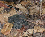Animals and Insects : Don't be mislead by the title of this gallery. We don't spend a lot of time crouched behind a blind with a long camera lens waiting for the perfect close-up. But we do enjoy seeing signs of animal and insect life in the woods.