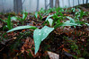 Ramps (4/2009) : The best time to dig ramps is under the shrouded mist of an Appalachian fog. Ramps are a type of wild leeks that grow in the Appalachian mountains. They are the central star of ramp festivals all across the mountains and are prized for their spicy flavor. They only grow at certain elevations, under certain types of trees, with particular exposure to the sun.