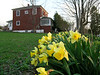 The Structure : The house, dubbed Buxton Manor by friends, is located near the intersection of Buxton and 2nd Sts. in Thomas, WVA. It was built in 1920 late in the town's coal boom and was owned by the Lencheks, Lithuanian immigrants, for more than 80 years. We purchased it in late 2004 and have been fixing it up and enjoying the pace of life in Tucker County.