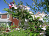 Fruits, Vegetables, Flowers : The yard at Buxton Outpost in Thomas is full of surprises. Years ago, someone carefully planted flowers along the fence so that color stretches from Snow Drops in the early spring to Chinese Lanterns in the fall. There are also sugar maples, apple trees, a pear tree and a large stand of rasberries. We're not very good gardeners yet, but we tried a small plot that yielded portions for a few meals.